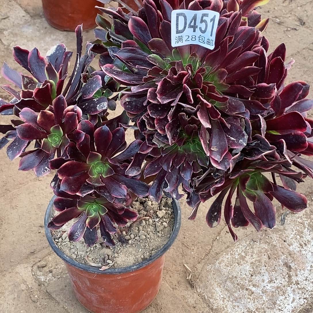 451欧佳丽缀化纸巾抱一下