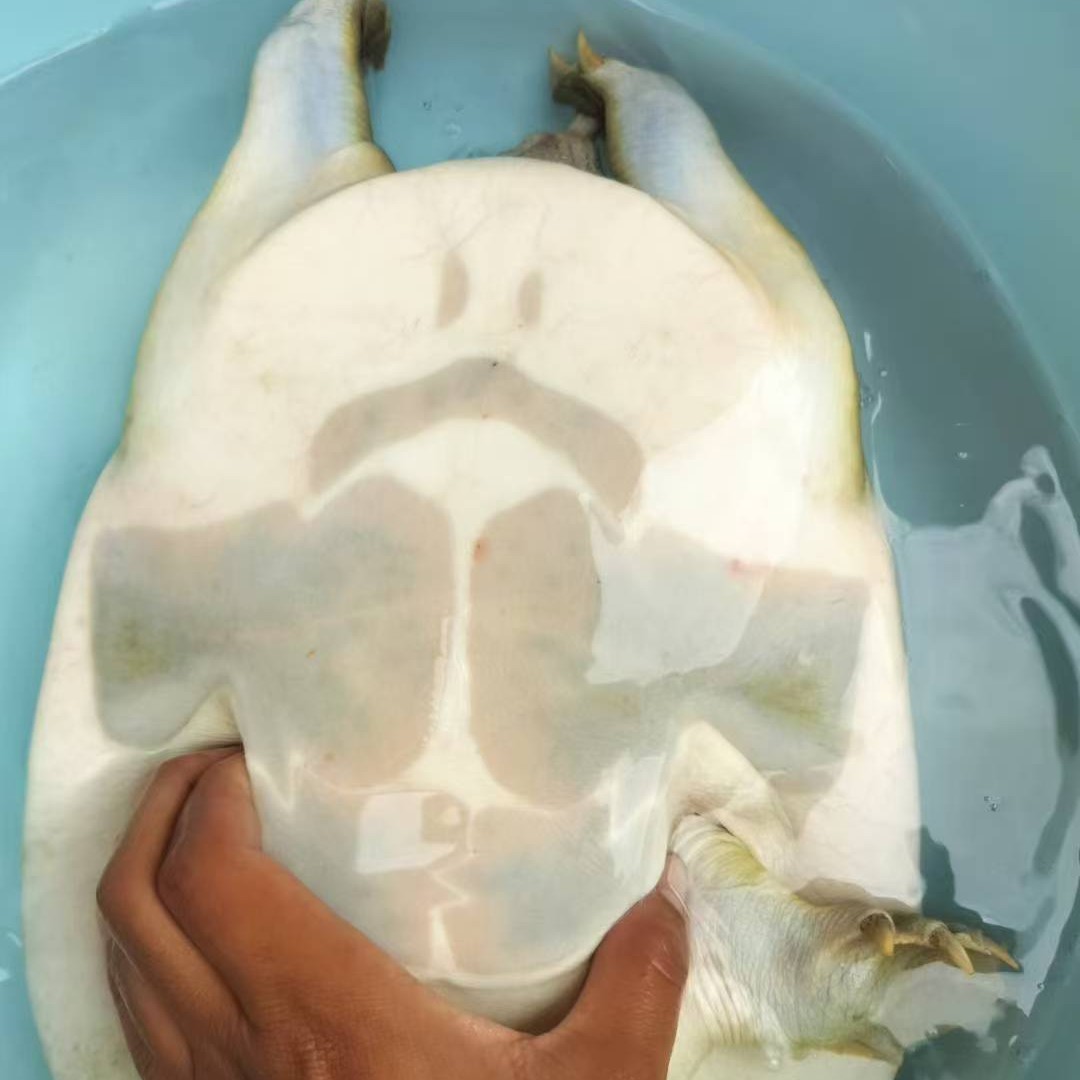 浙江水库生态养殖鲜活大甲鱼顺丰包邮到家