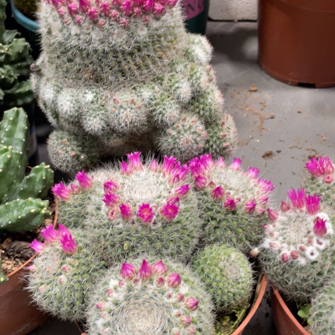 实生群生带花玉翁一杯