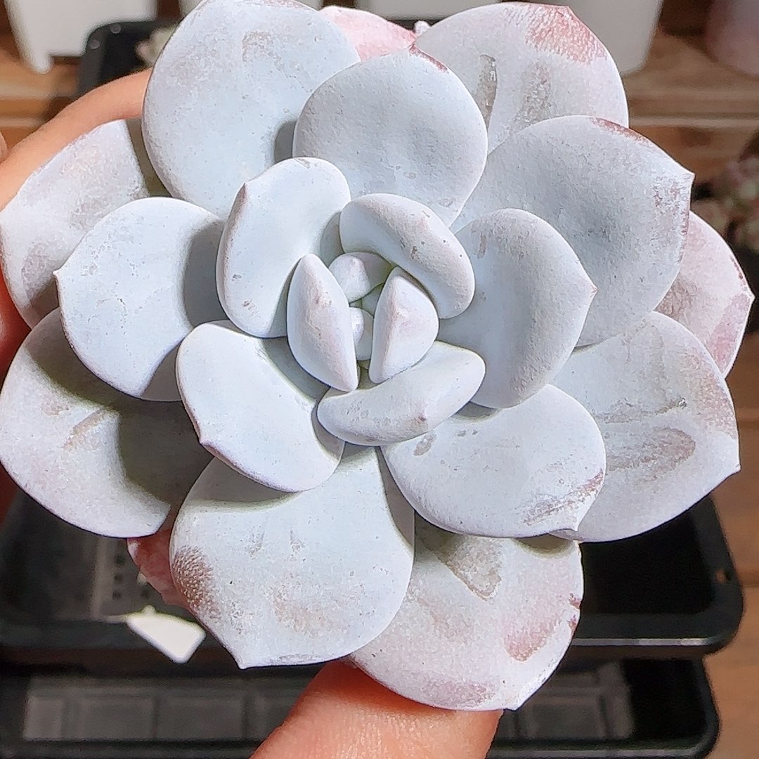 1109-----157雪莲雪莲