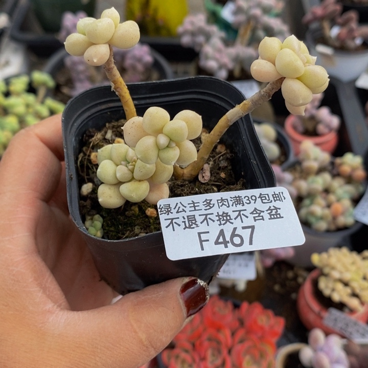 丸叶艾伦467多肉植物