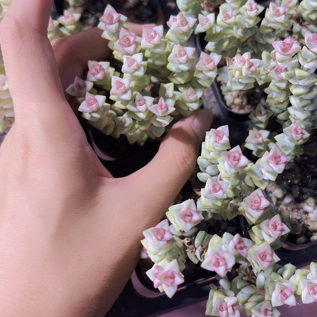 精品蜡笔多肉植物