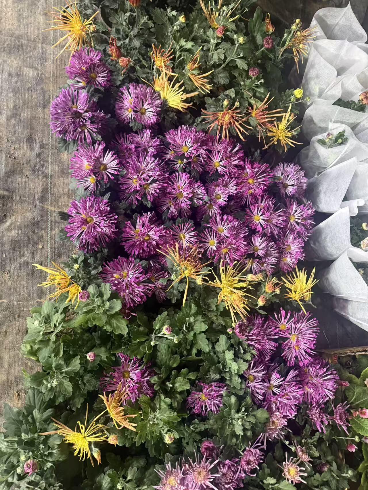 两盆耐热耐寒多年牡丹菊菊花苗阳台盆栽四季开（无售后）