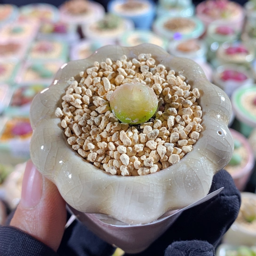 7999--一物一拍带盆