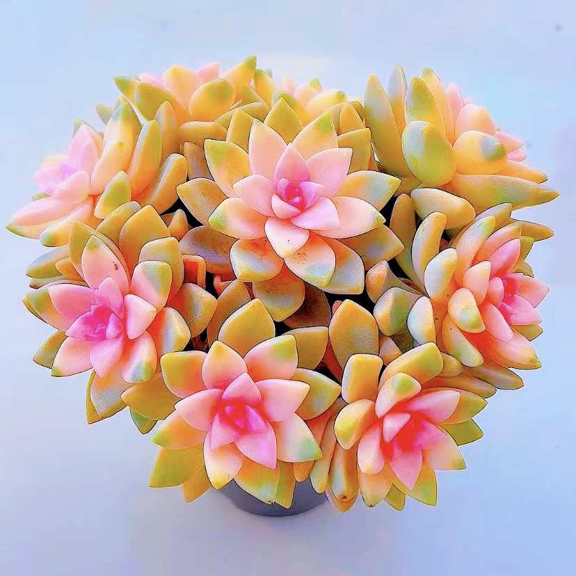 樱花锦精品多肉植物室内外办公桌前台好像带培育盆土发货