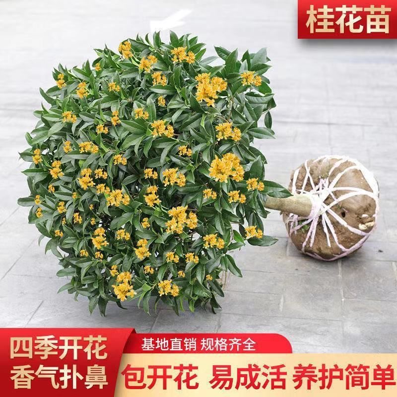 桂花树苗四季桂八月桂丹桂金桂盆栽室内室外阳台庭院浓香型花卉