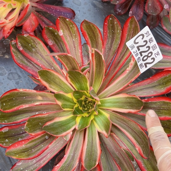 2282无毒锦多肉植物法师