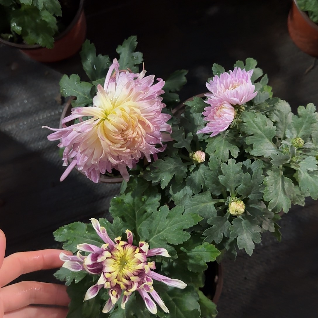 全部花朵Q333333333