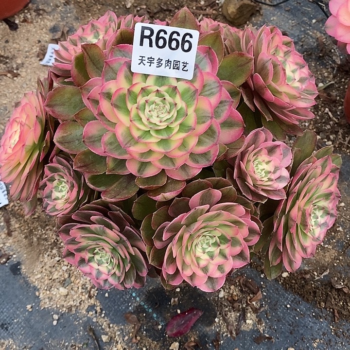 鑫***³多肉植物荔枝666多肉