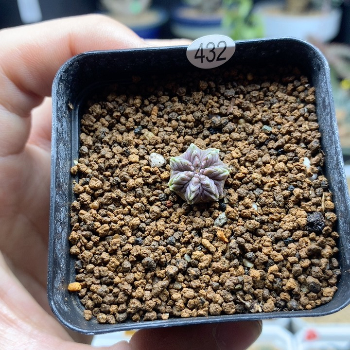 实生9年老花笼1.2cm脱土