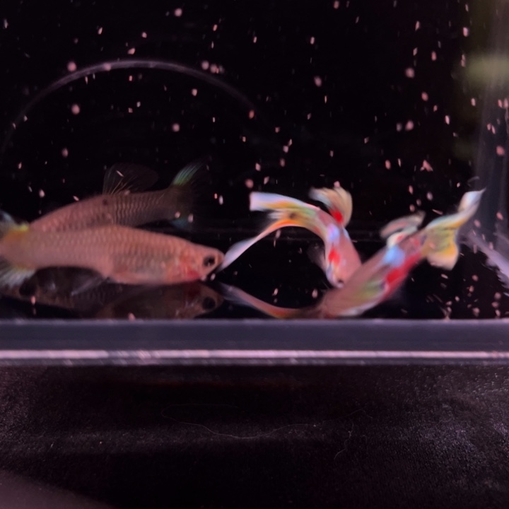 孔雀鱼霓虹双剑2对