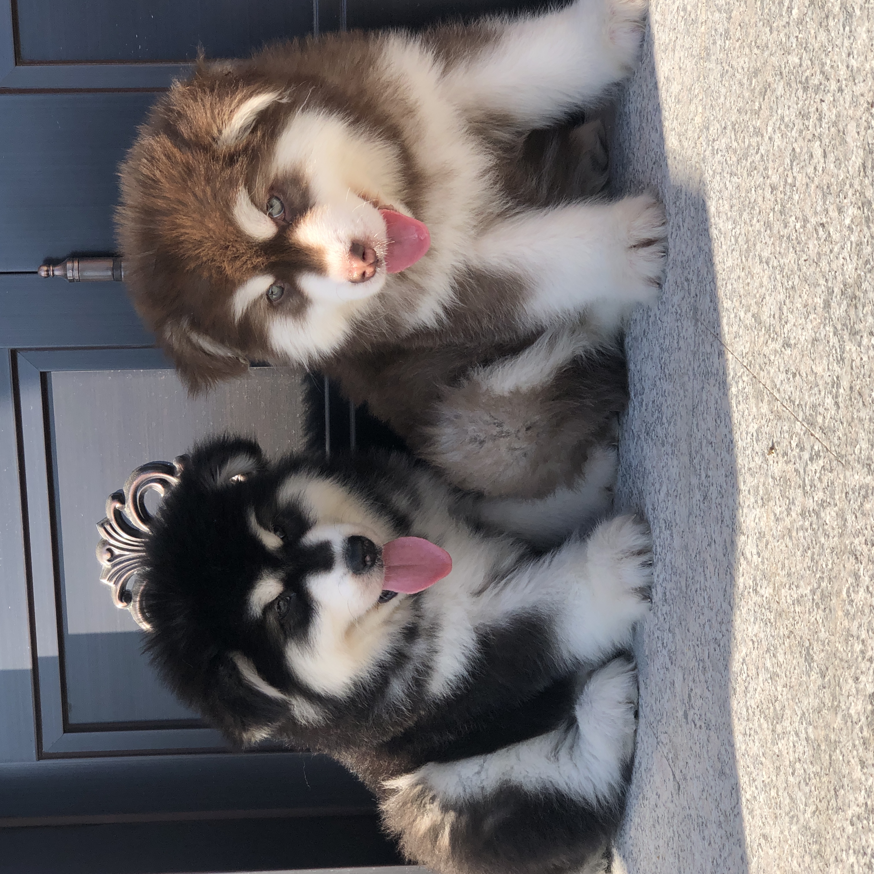 超萌可爱阿拉斯加宠物狗