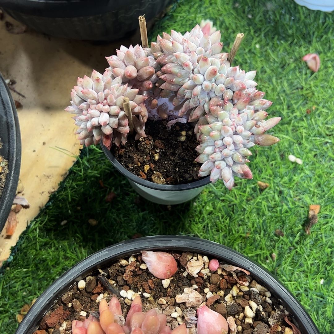 覅***）所罗门缀化多肉植物