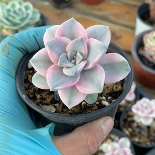 紫乐锦一一一一一一一一一