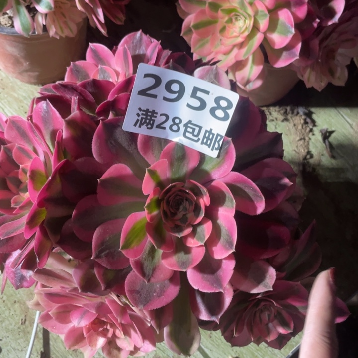 2958二号棚女巫多肉A