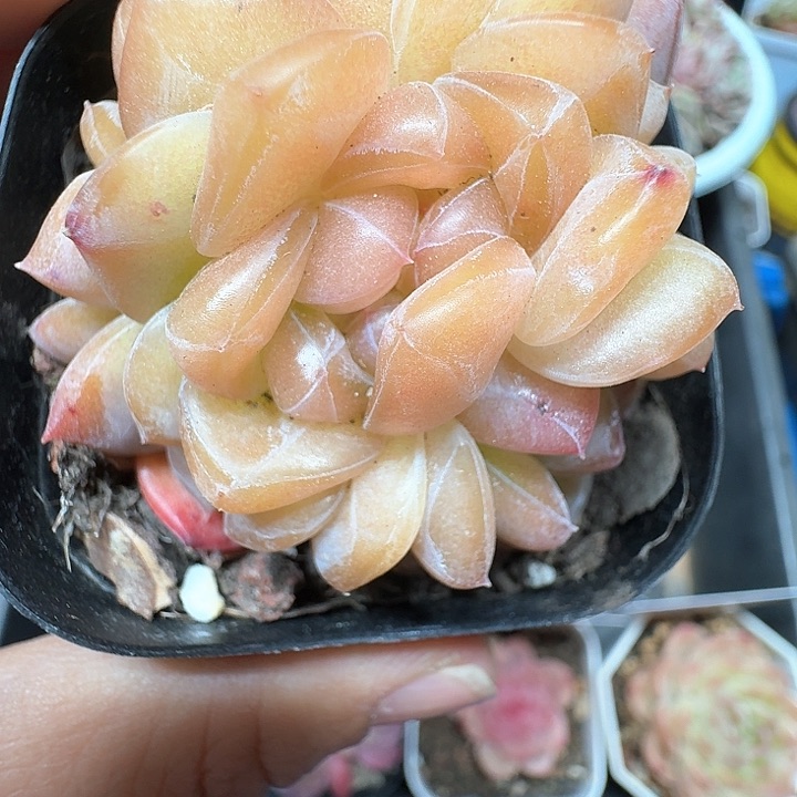 雪芙蓉珍呢多肉植物33