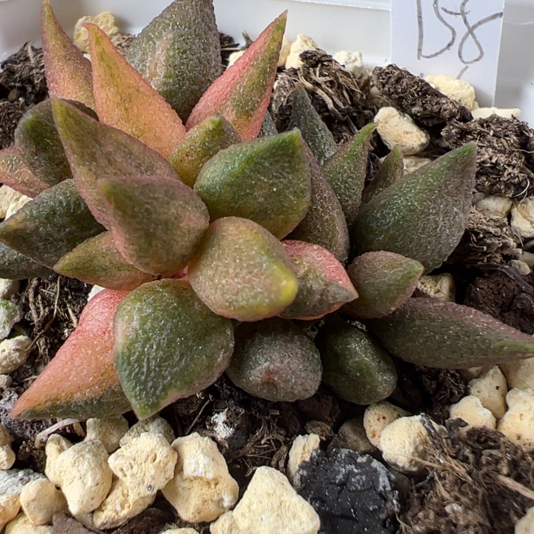 小辣椒锦多头纯木质桩多肉植物