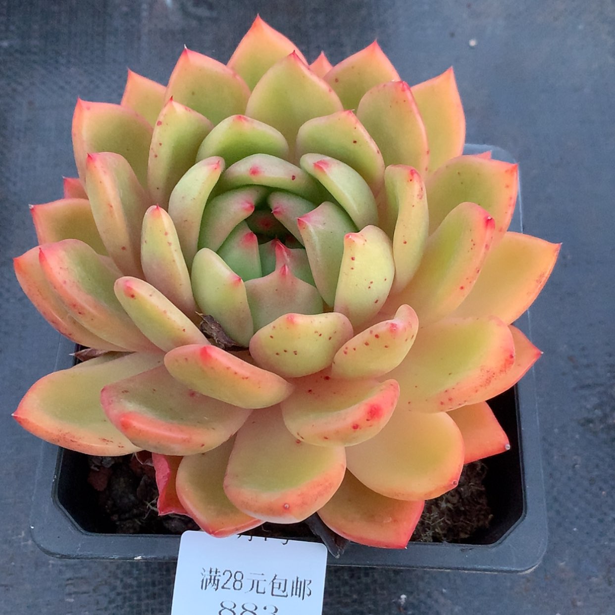 【闪购商品】云883号线