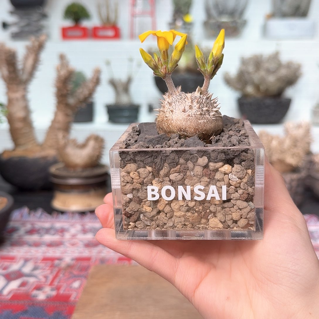 超可爱的惠比大黑