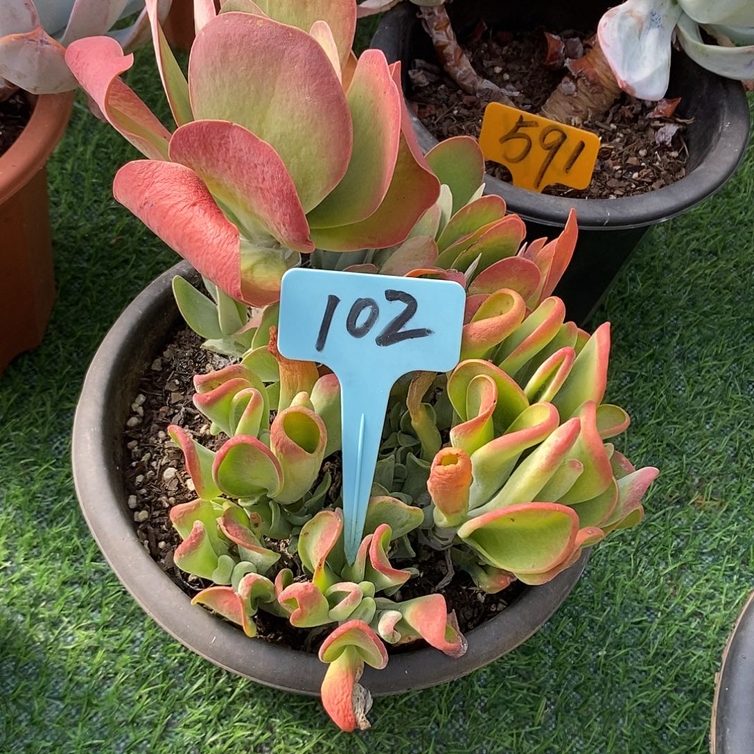 伊***。唐印102。           