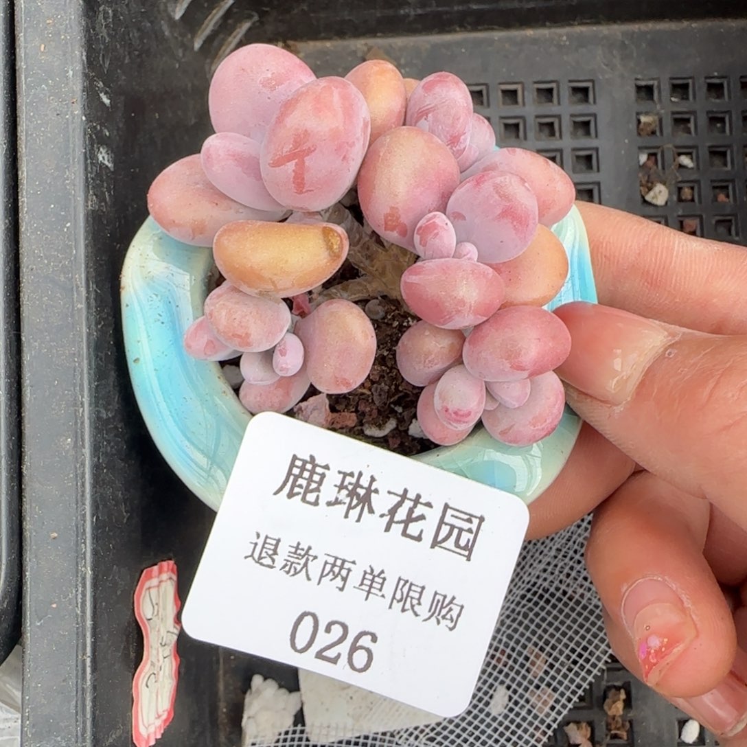 多肉很小看清楚下单拒绝非品质售后26