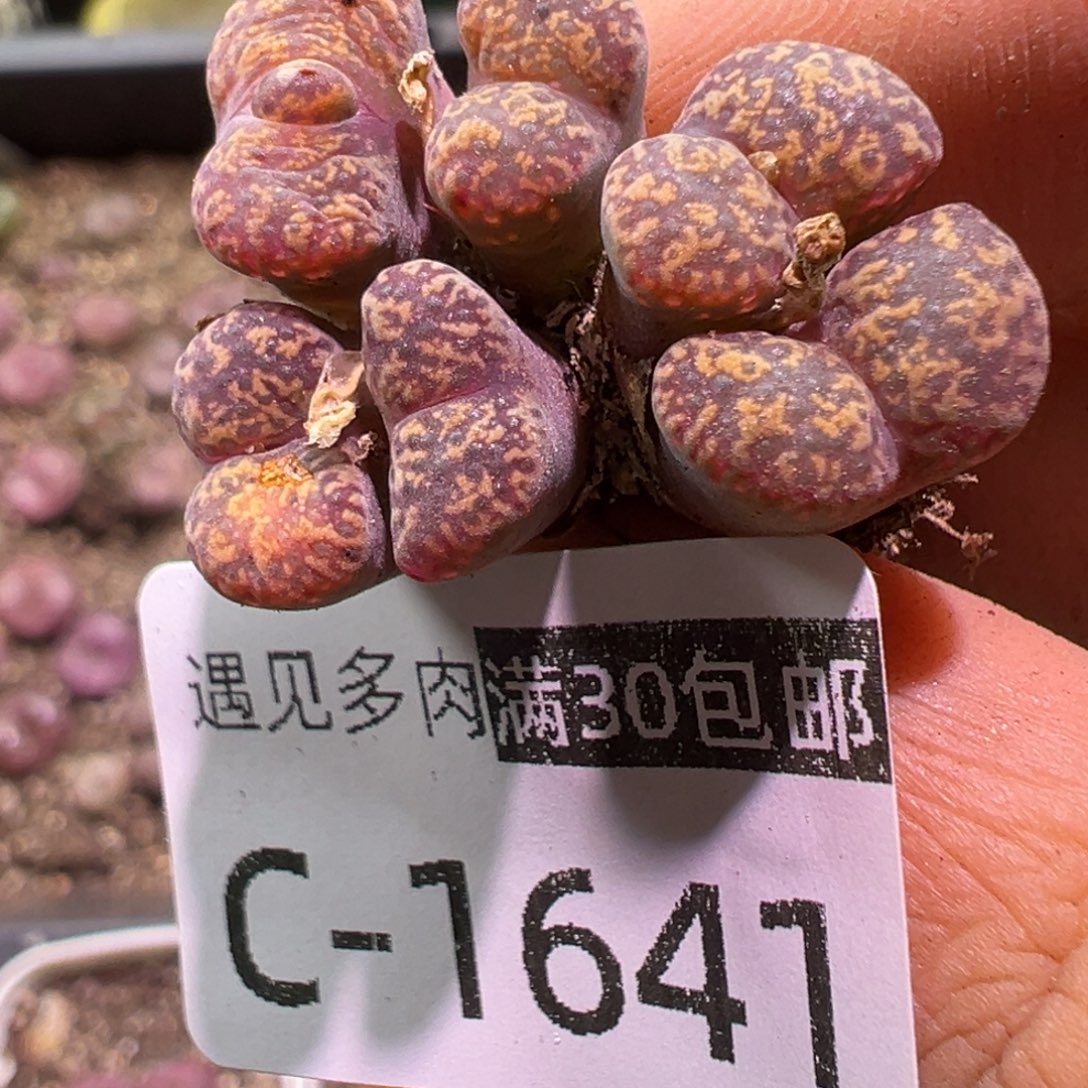 多肉植物11111111111
