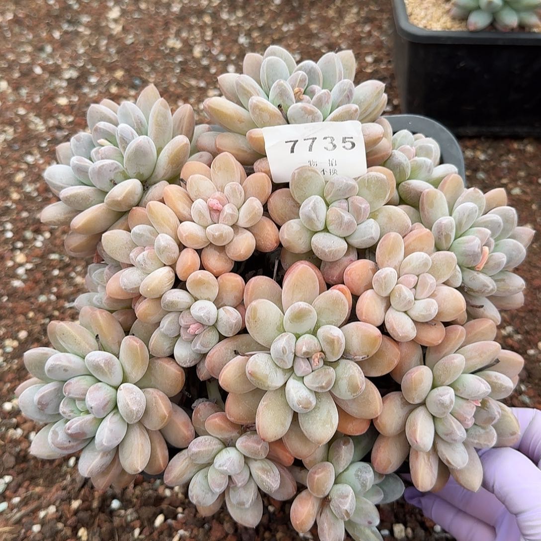 牙***牙7735号香玉多肉群生