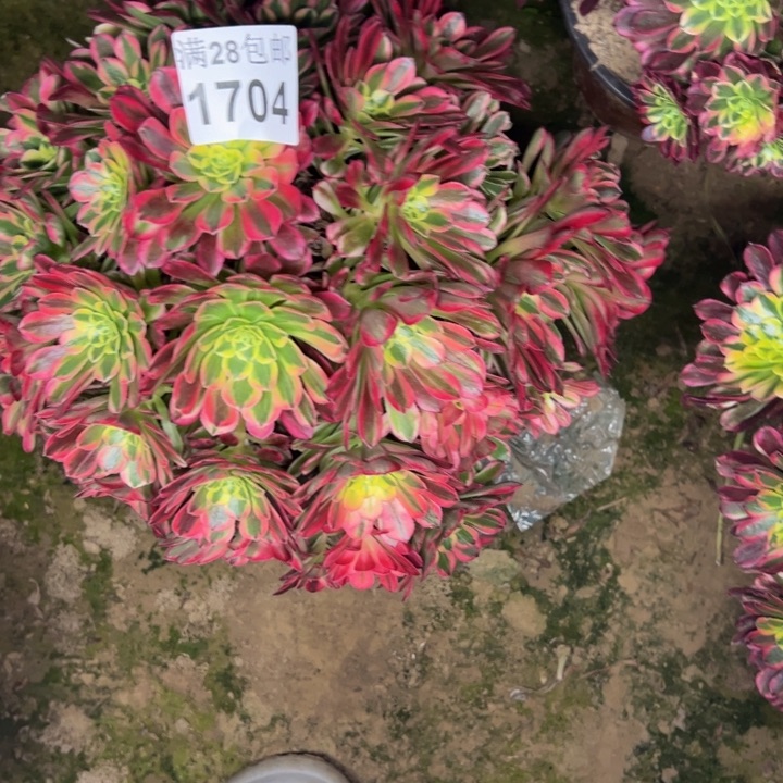 1704南朝霞多肉植物