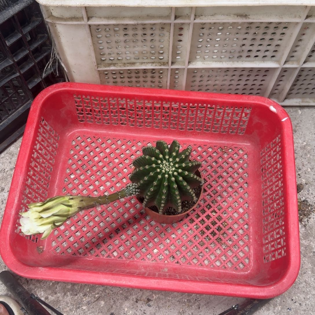 沄***宝无花朵彩草哈哈哈哈