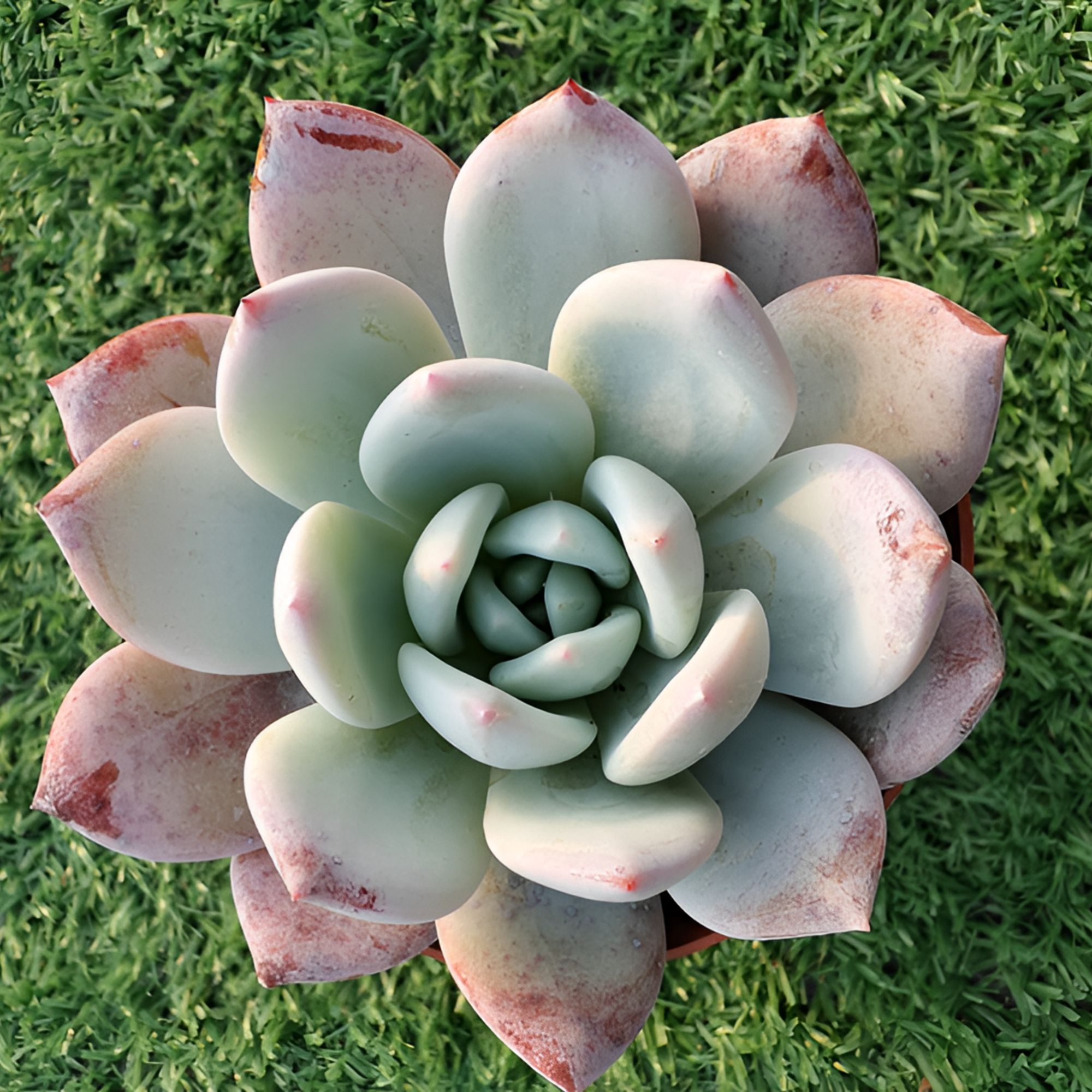 嫦娥精品多肉裸根上盆