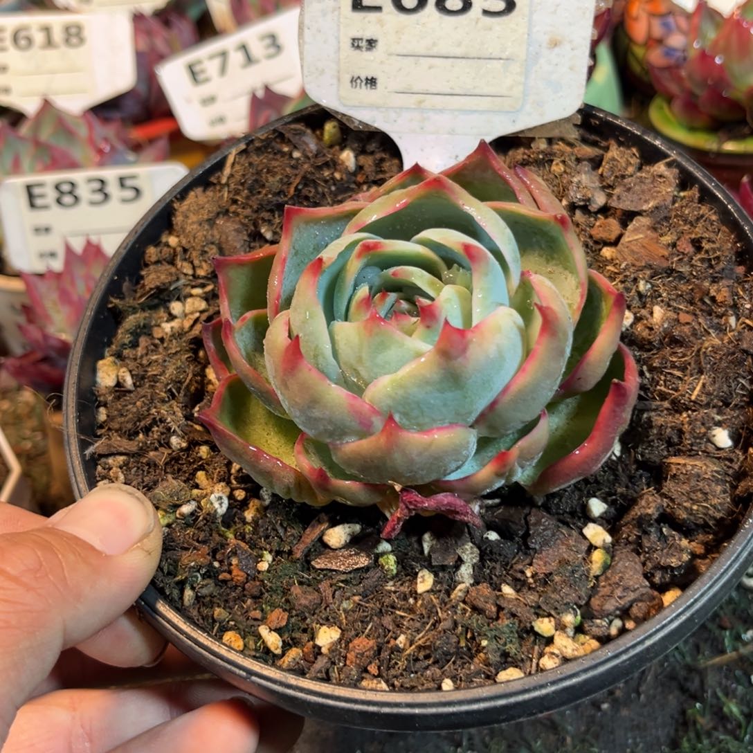 惊鸿一瞥683号多肉