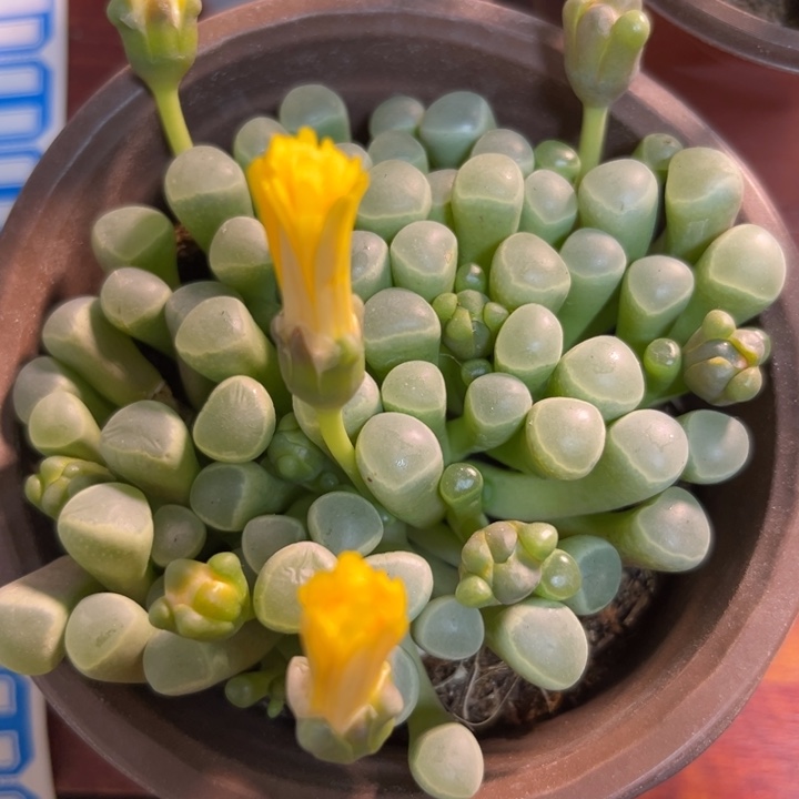 白***光可爱多肉嘟嘟可爱011