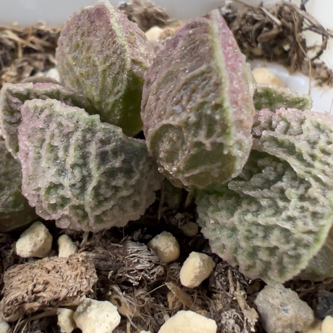 实生新品多肉植物水泡多肉植物