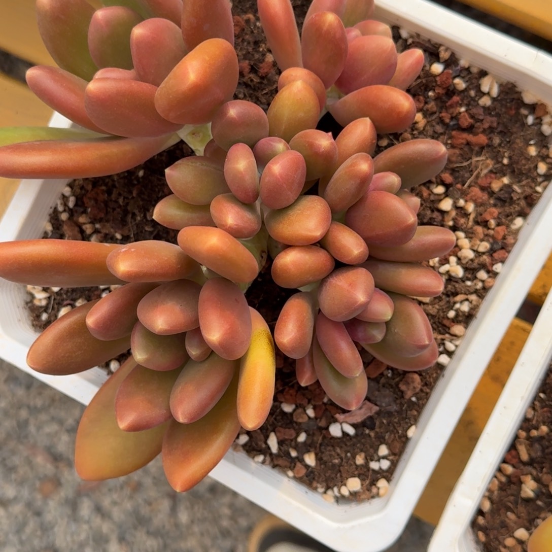 和***玉寄养在他身边时就有