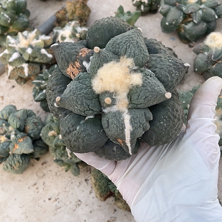 自根蛋怒瑕疵特价不退换