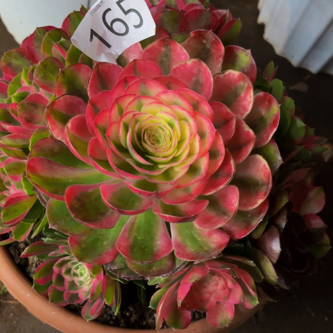 抹***酱165多肉植物特价法师