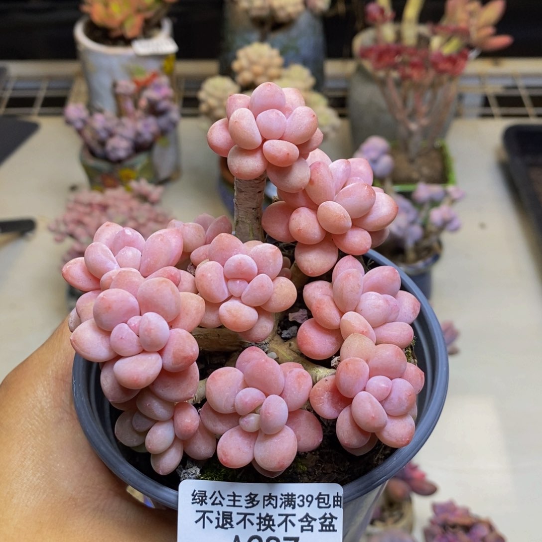 287鱼子酱多肉7c m