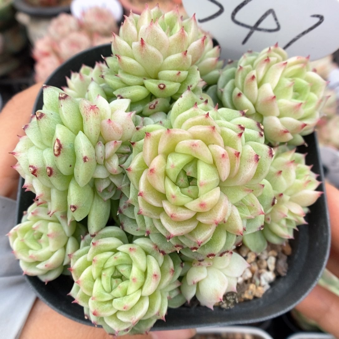 油透麦秆群生341号。