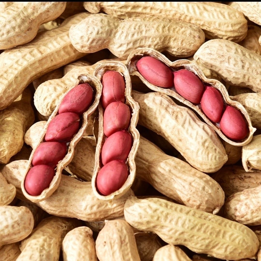 农家特产四粒红带壳生花生新鲜农家晒干当季新货