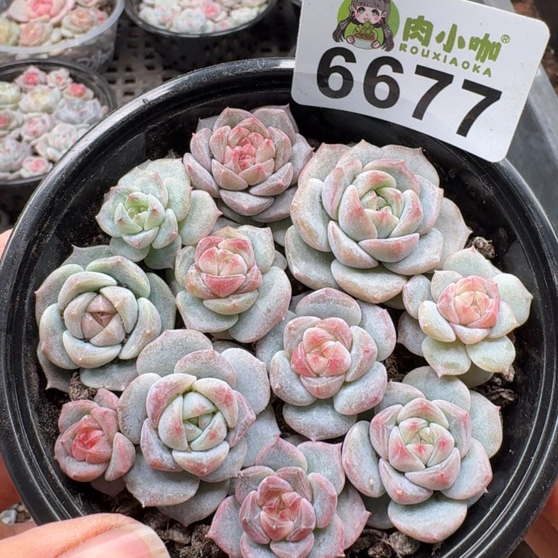 多肉植物多肉植物