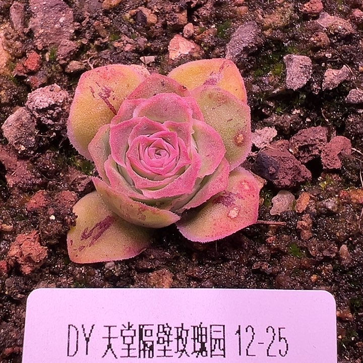 露妮508蕾丝全粉鎏绪微梦