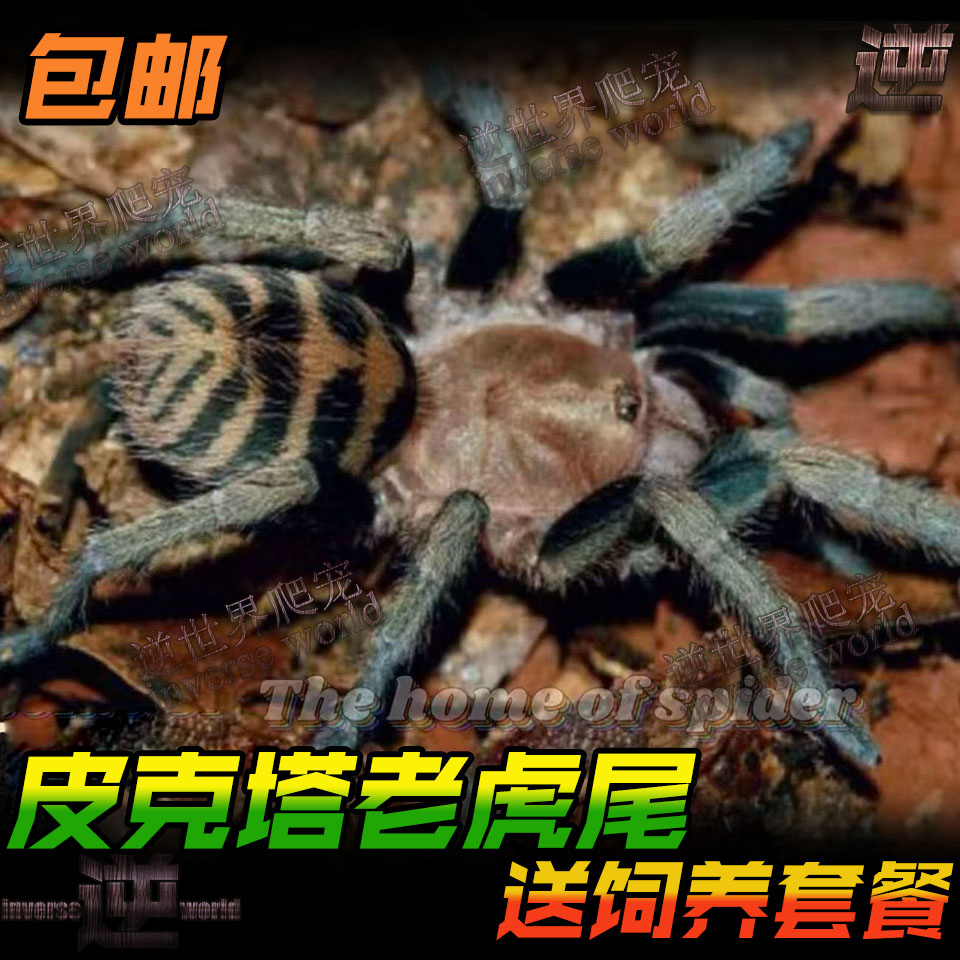 皮克塔老虎尾Aquasha picta宠物蜘蛛