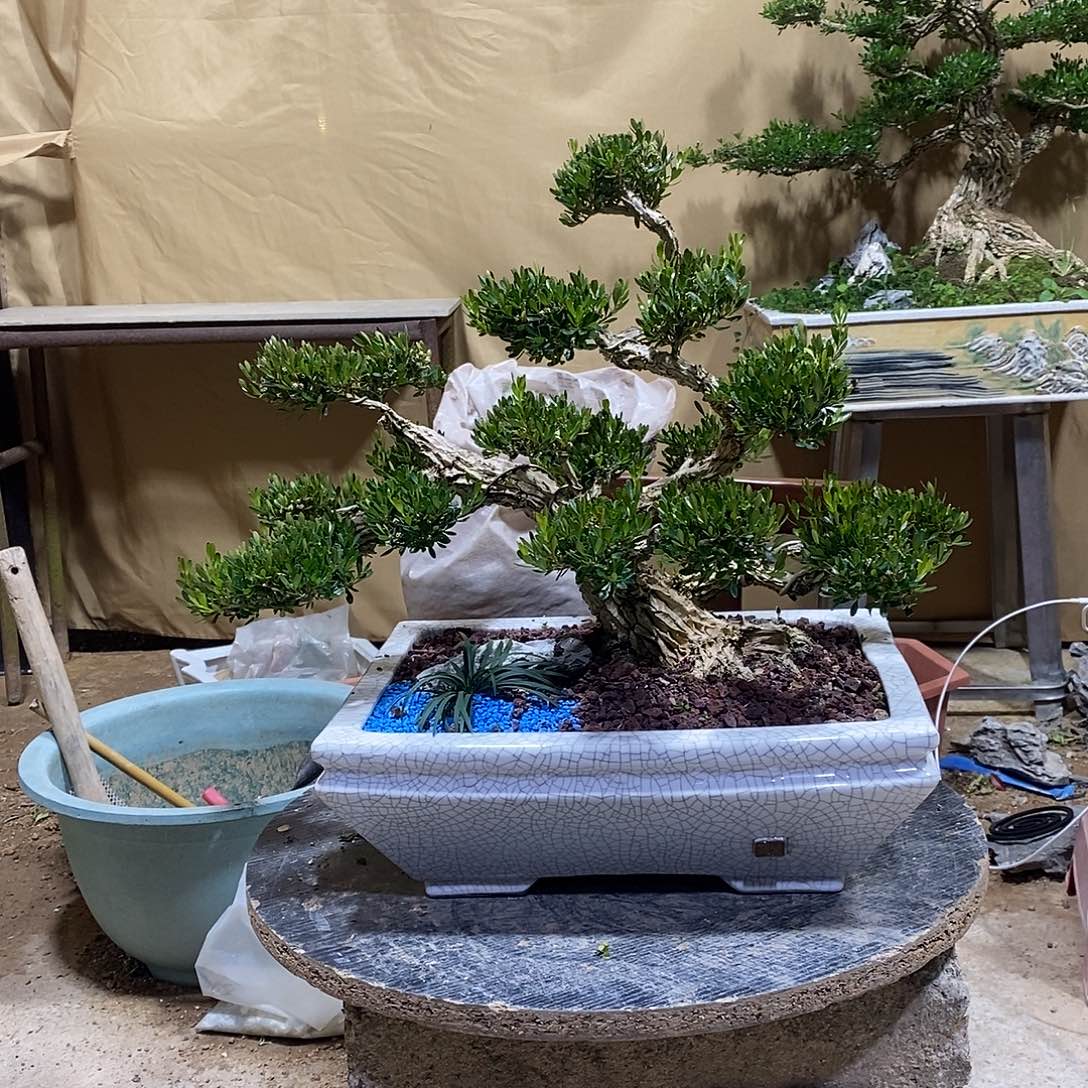 当前无花朵，栽培后可花朵