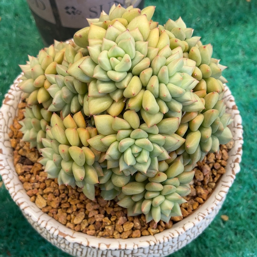 丸叶象牙，，，，，，，，，，，，，，，，