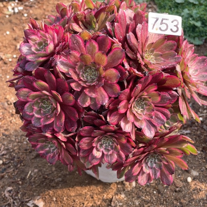 753多肉植物紫霞