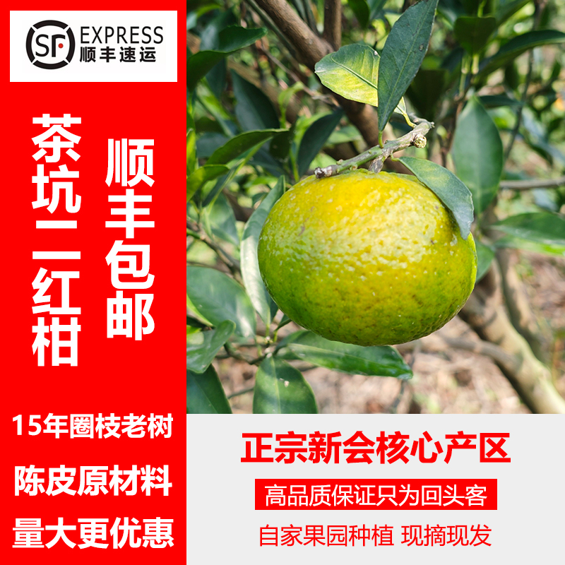 2025年新会茶坑圈枝二红柑茶枝柑鲜果新会陈皮原材料15年老树围