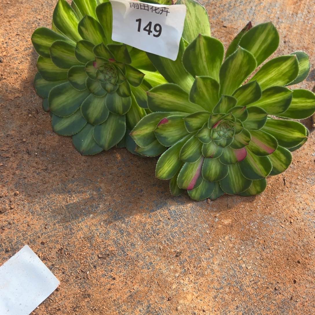 精品多肉植物149