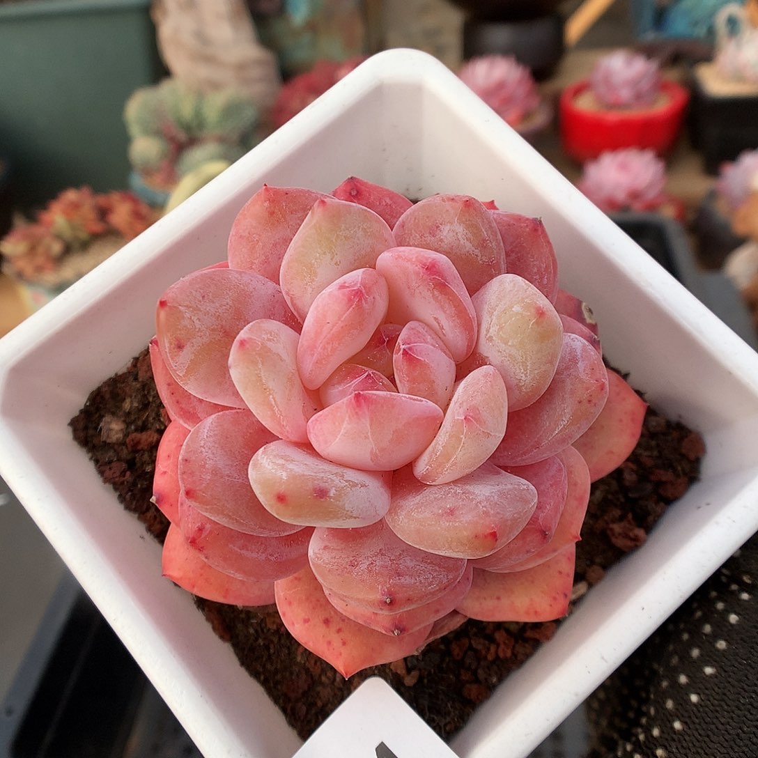 524橘子梦露多肉植物6666