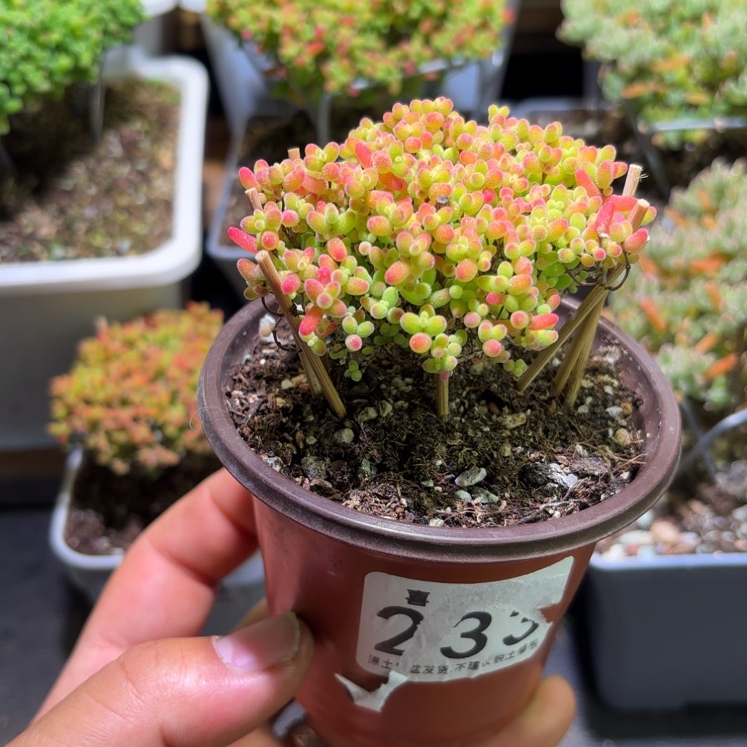 枝干番杏密橘糖球694