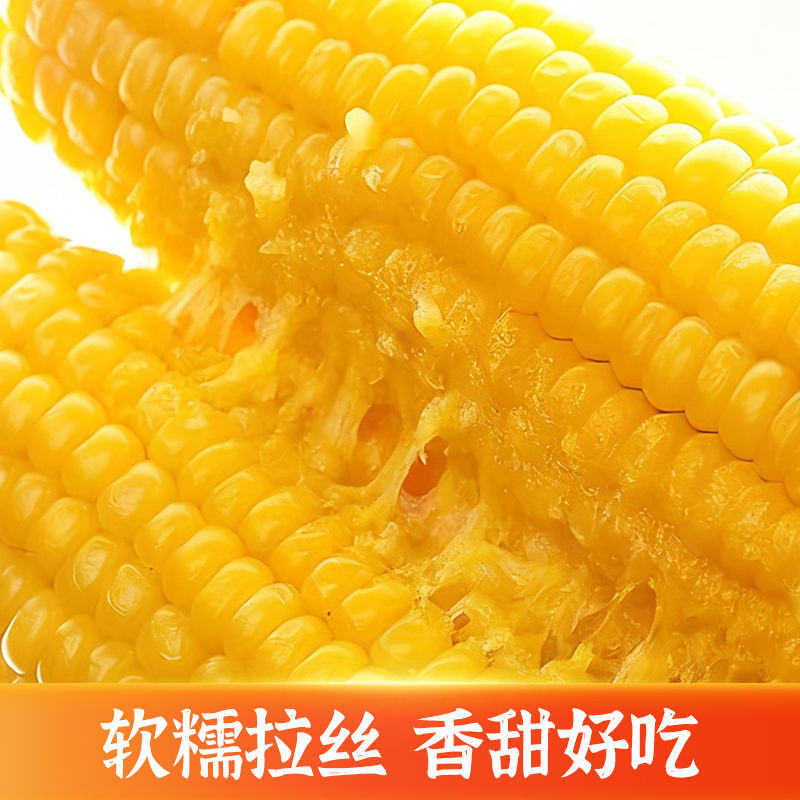 【25年头茬】（试吃2支）东北黄糯玉米8支（5斤）微甜香糯真空包装